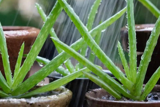 Plants at Work: The Perks of an Office Desk Plant