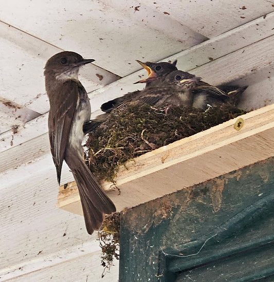 Watching Five Baby Birds Hatch!