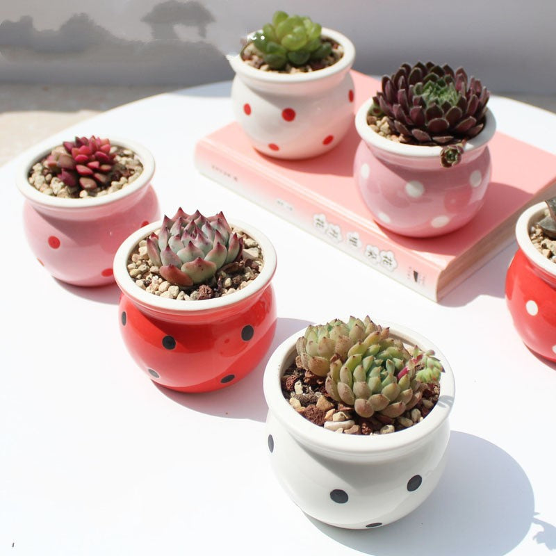 Little Dots: Ceramic Flower Pots