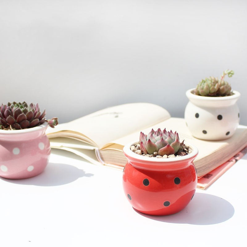 Little Dots: Ceramic Flower Pots