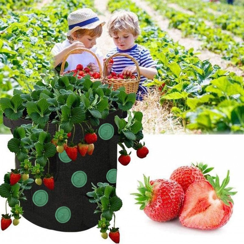 Strawberries Anywhere!  Vertical Grow Bag