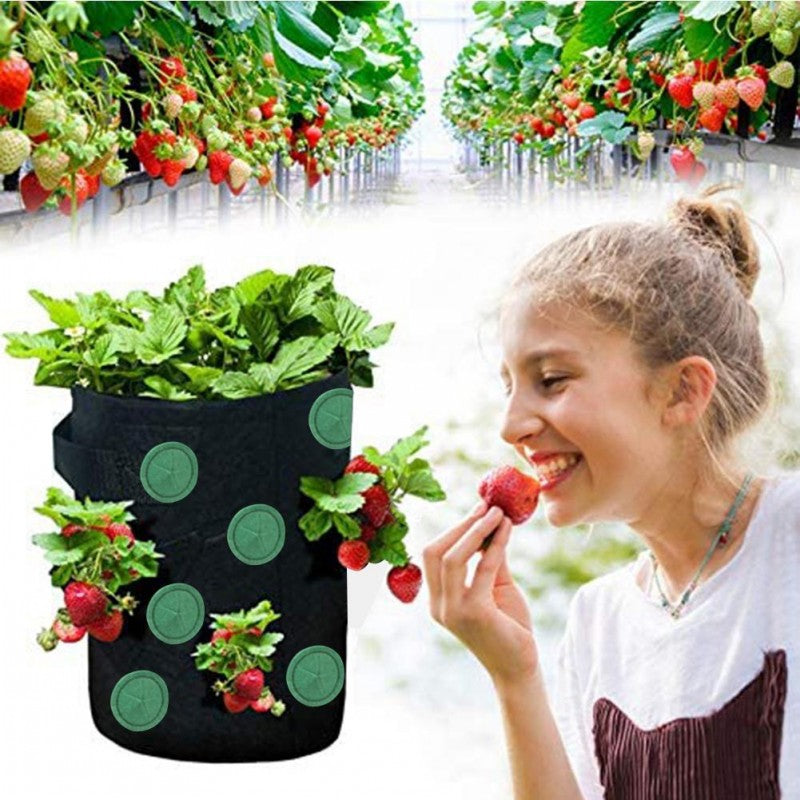 Strawberries Anywhere!  Vertical Grow Bag