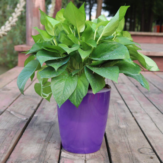 Simple and Effortless: Hydroponic Flower Pots