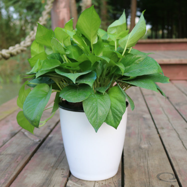 Simple and Effortless: Hydroponic Flower Pots