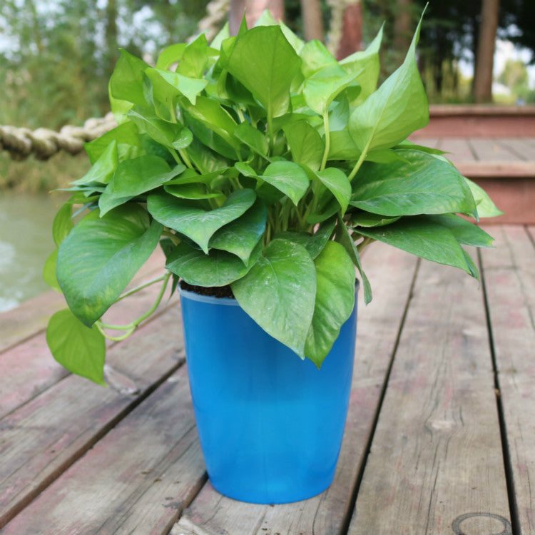 Simple and Effortless: Hydroponic Flower Pots