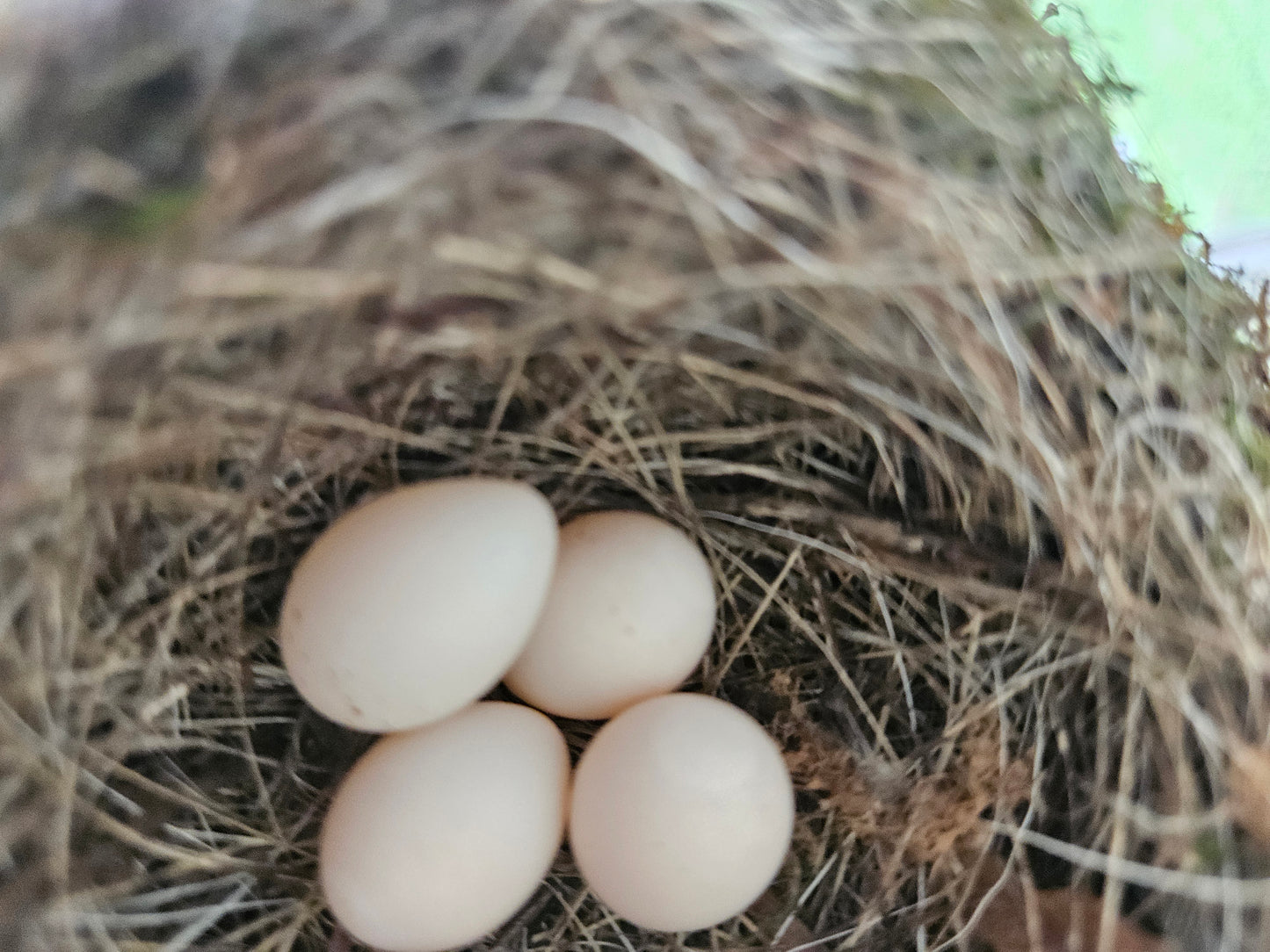 Smart Bird House With Camera