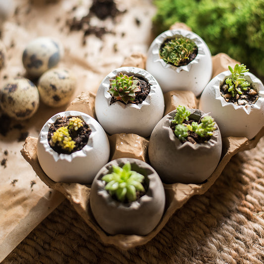 Easter Egg Succulents Flowerpot