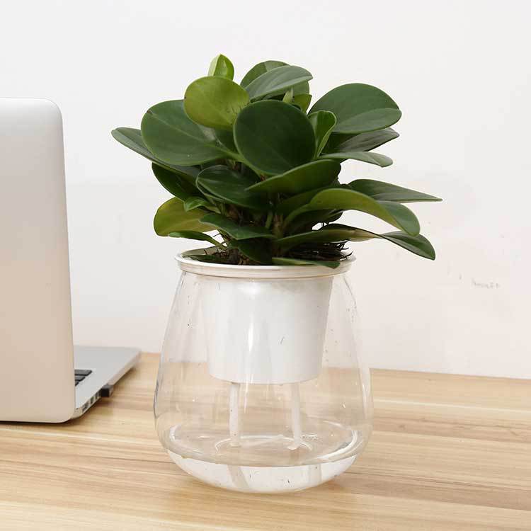 AquaBloom: Modern Hydroponic Flowerpot