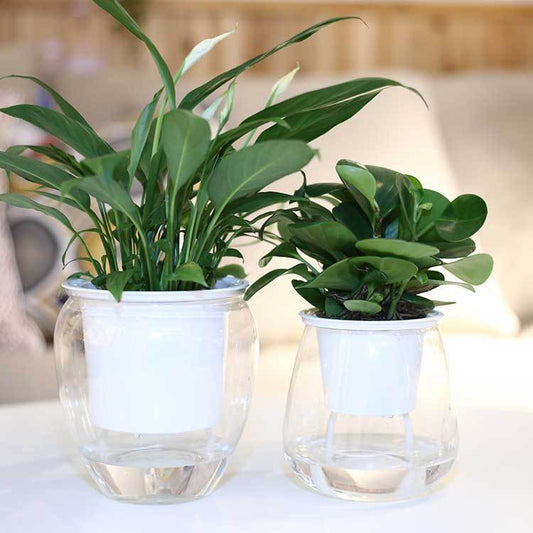 AquaBloom: Modern Hydroponic Flowerpot