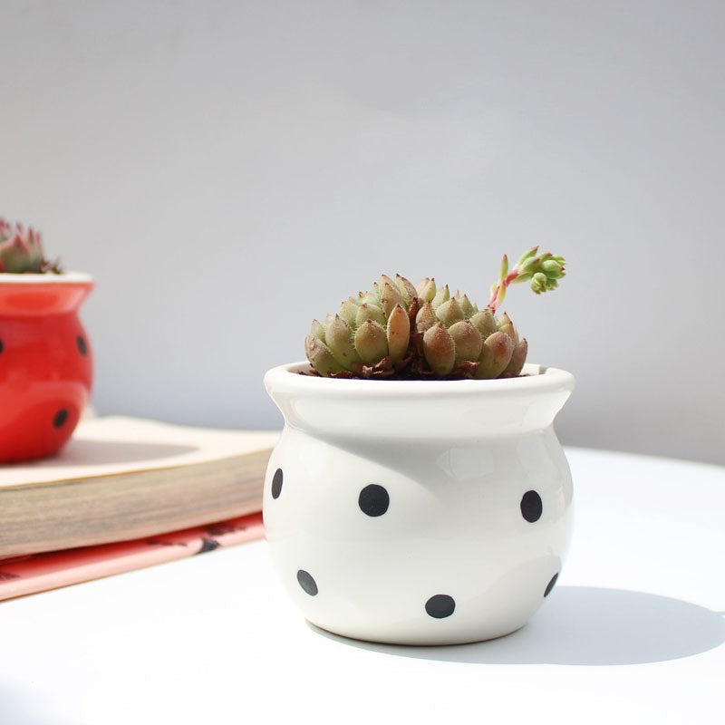 Little Dots: Ceramic Flower Pots