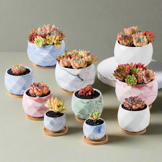 Candy Coating: Succulent Planters